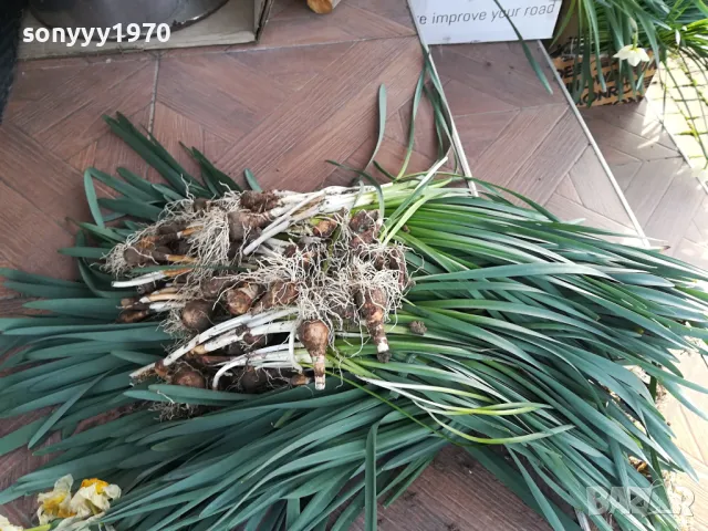 НАРЦИСИ-25ЛВ ЗА ЛОТ ОТ 25БР С ЛУКОВИЦИ 1104250533, снимка 10 - Градински цветя и растения - 49853468