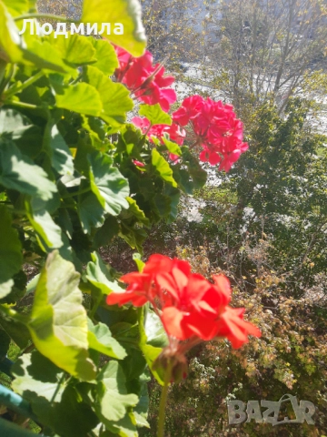 Мушкато,много богати,големи сандъчета с над 10 корена,последни бройки., снимка 14 - Стайни растения - 52235443