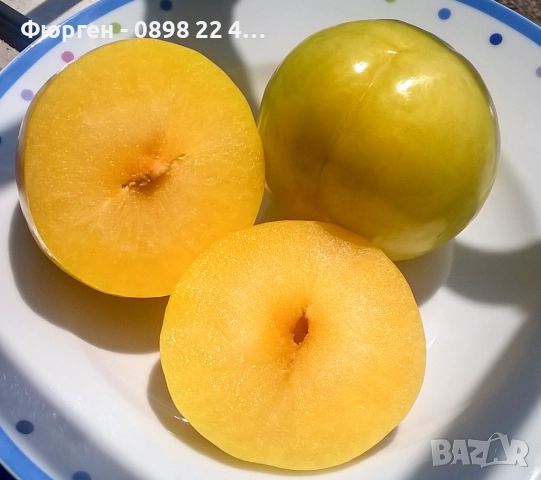 Слива - Ту-Сун, снимка 2 - Разсади - 51852228