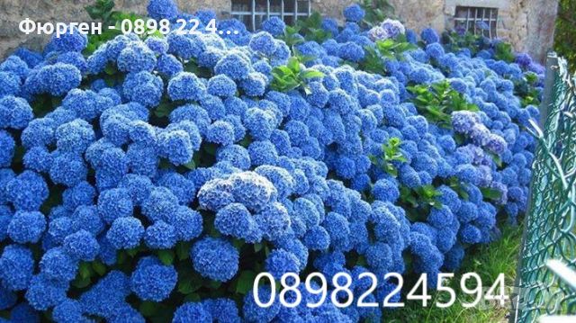  Хортензия -Hydrangea macrophylla, снимка 5 - Градински цветя и растения - 27905615