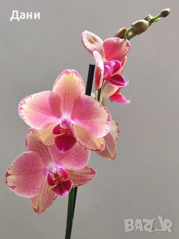 Орхидеи Фаленопсис, снимка 6 - Стайни растения - 54008191