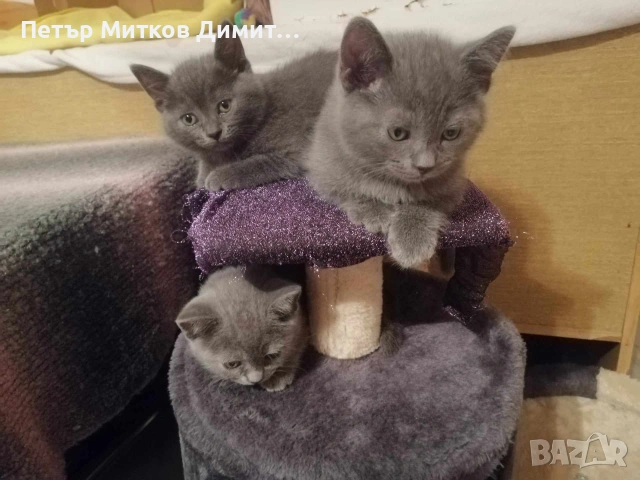 Късокосместо Британче