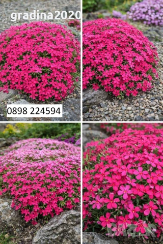 Флокс субулата (Phlox subulata) – пълзящ флокс