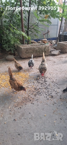 Продавам ярки Зибрайт, снимка 2 - Кокошки и пуйки - 52691975