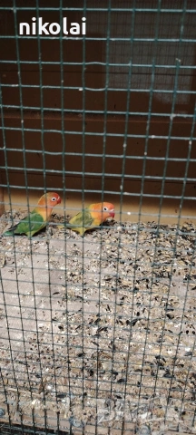 Три двойки Неразделки , снимка 5 - Папагали - 53590569