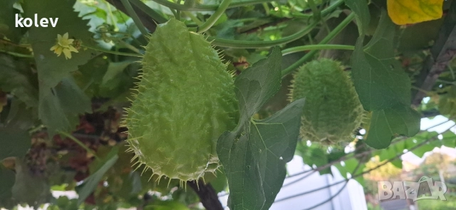 Чайот/ Мексиканска краставица , снимка 6 - Разсади - 52323905