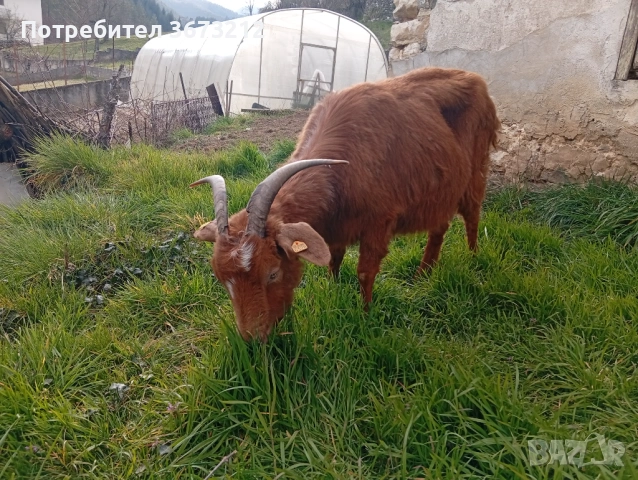 Продавам коза, снимка 2 - Кози - 53860955