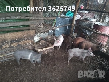 малки прасенца , снимка 4 - Прасета - 52874605