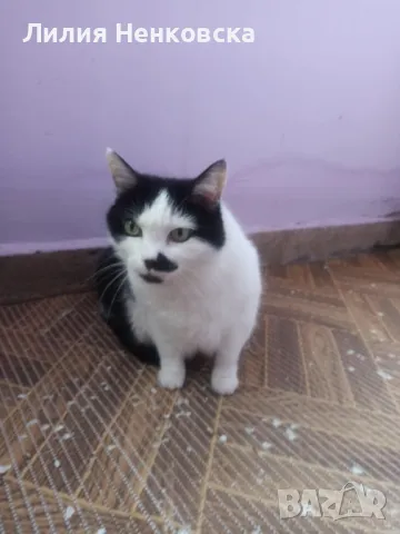 Подарават се две котенца Джиджи и Джули, снимка 7 - Други - 49935123