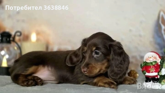 Дългокосмест мини дакел, снимка 5 - Дакели - 53047034