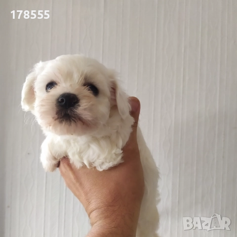 Мини малтийски болонки!!!, снимка 5 - Болонка - 52788613