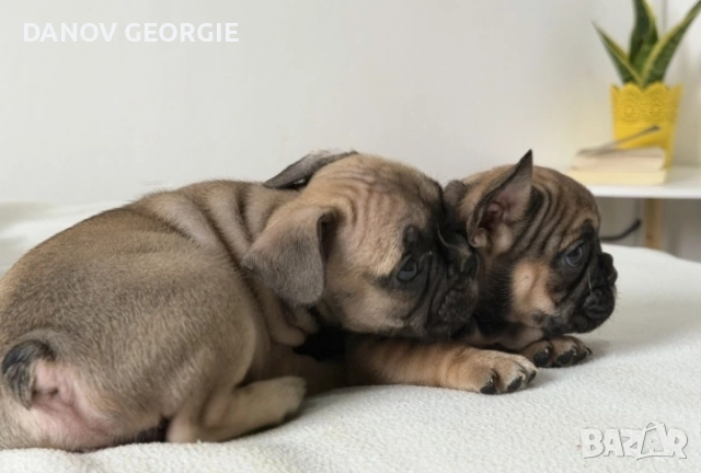 Френски булдог-кученца, снимка 3 - За кучета - 53227094