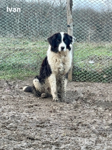 Каракачанка мъжко