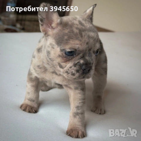 Бебета French bulldog , снимка 3 - Френски булдог - 53841960
