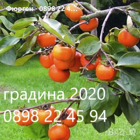   Райска ябълка - Налични 3 вида, снимка 1 - Разсади - 47222307