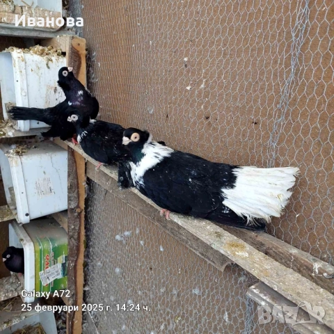 Гълъби декорация и д-р, снимка 9 - Гълъби - 52317736