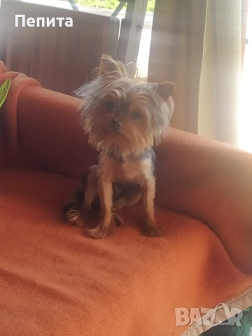 Мини йоркширски териер, снимка 6 - Йоркширски териер - 52514508
