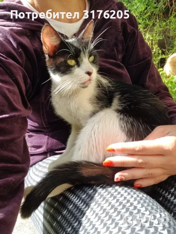 Търси дом - нежна домашна котка, снимка 6 - Други - 47355560