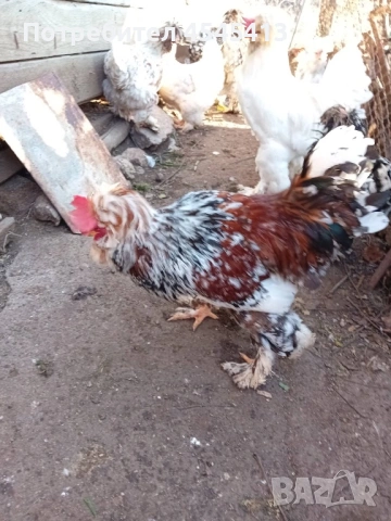 Кокошки ярки, уоман барун, бял легхорн и спербек пилета от селски кокошки, снимка 15 - Кокошки и пуйки - 52341582
