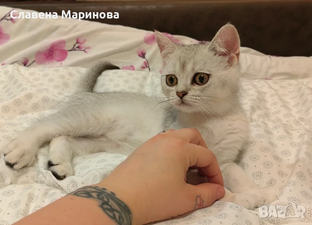 Шотландска  котка сребърна чинчила  НАМАЛЕНА ЦЕНА ДО КРАЯ НА СЕДМИЦАТА , снимка 1