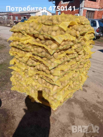 Картофи сорт "Сорая" , за консумация и семе