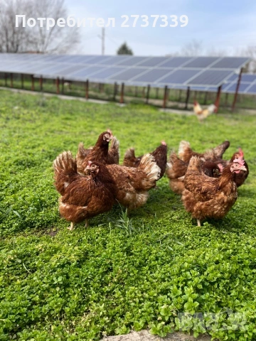Кокошки ломан браун носачки, снимка 3 - Кокошки и пуйки - 53815147
