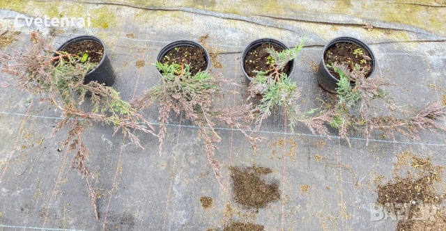 Juniperus horizontalis ‘Wiltonii, снимка 5 - Градински цветя и растения - 53686486