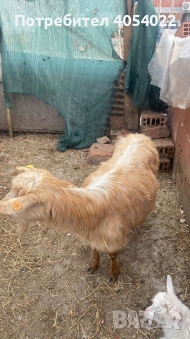 Продава се коза, снимка 2 - Кози - 53703710