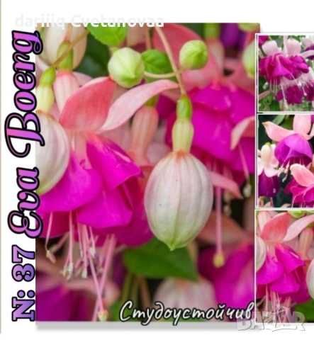 Фуксия за вашата градина , снимка 3 - Градински цветя и растения - 54220241