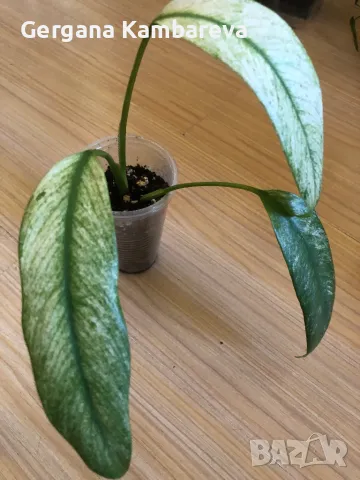 Rhaphidophora Megasperma Gorilan Marble , снимка 3 - Стайни растения - 49881443