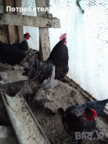 Продавам петли, снимка 3 - Кокошки и пуйки - 50590458