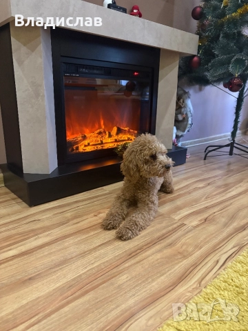 Той пудел на 1г и 4м , снимка 2 - Пудели - 52943954