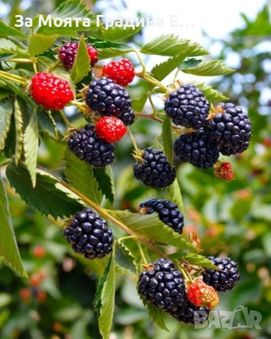 Къпина Дирксен Гигантска без бодли 