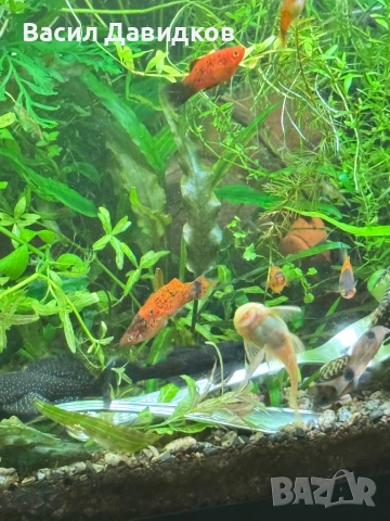 Анцуструс L144 , 183 , коридораа Венецуела , снимка 9 - Рибки - 53884676