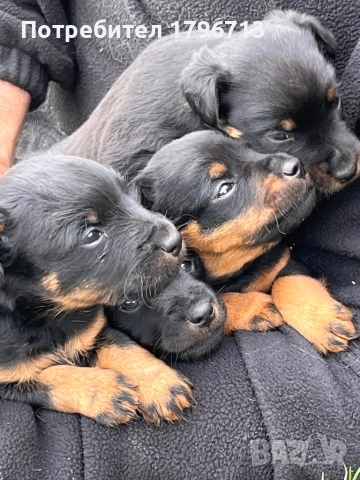 Ягдтериер кученца, снимка 4 - Ягдтериер - 52349820