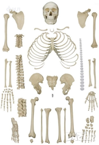 Скелет костите си клати - цял 85см, но и разглобен! 