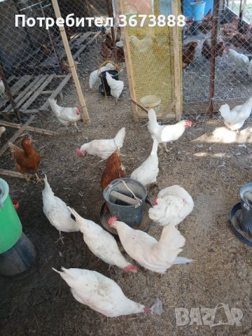 Малки пиленца легхорн и Л.Браун , снимка 4 - Кокошки и пуйки - 45446766