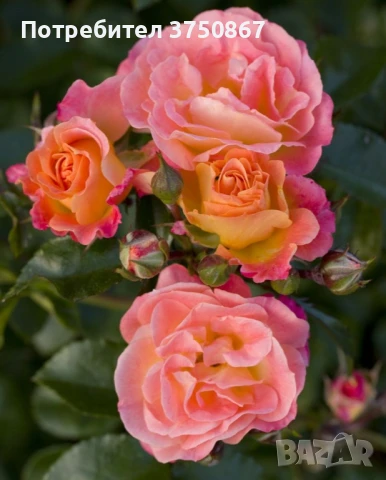 🌹 РОЗА 🌹 Peach DRIFT® Meiggili 🌹, снимка 3 - Градински цветя и растения - 51264438