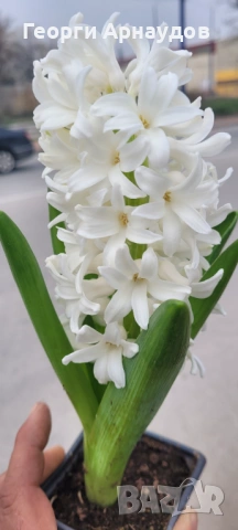 Зюмбюлл, снимка 5 - Градински цветя и растения - 53247943