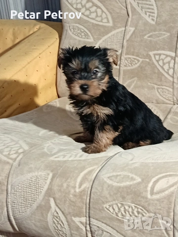 Йоркширски териер , снимка 6 - Йоркширски териер - 53017711