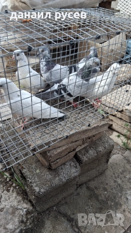 Английски типлери, снимка 12 - Гълъби - 51157443