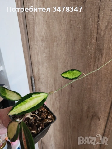 Хоя Pot of Gold, снимка 3 - Стайни растения - 53909419