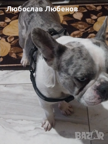 Френски булдог , снимка 4 - Френски булдог - 52905059