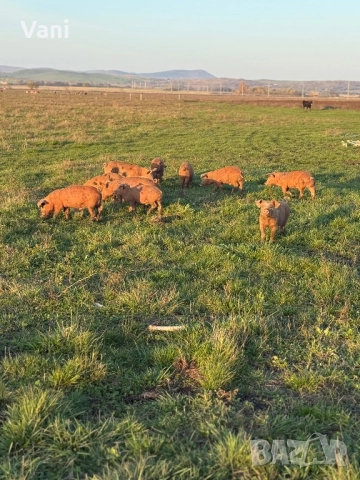 Прасенца /прасе- Дюрок/бели/шарени , снимка 1