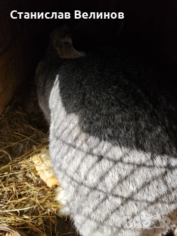 Продавам зайци , снимка 2 - За селскостопански - 53486093