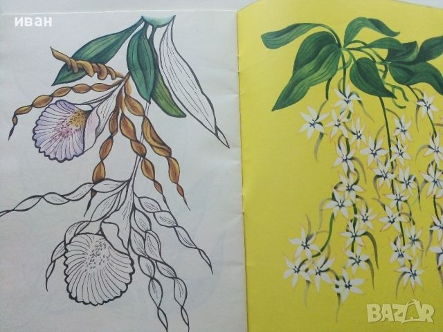 Книжка за оцветяване "Орхидеи" - Издателство "Малыш" - 1985г, снимка 4 - Детски книжки - 45603095