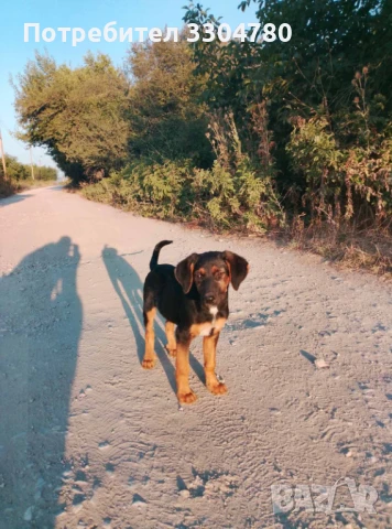 Чистокръвно Гонче, снимка 1