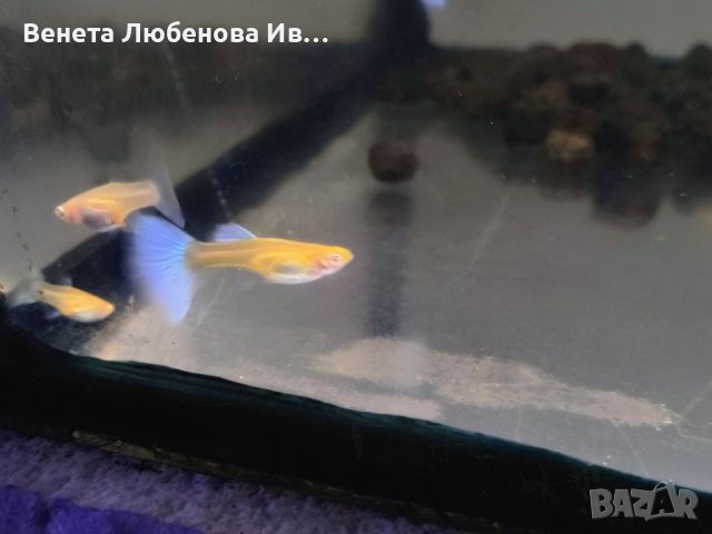 Гупа - Albino blue topaz, снимка 4 - Рибки - 46367372