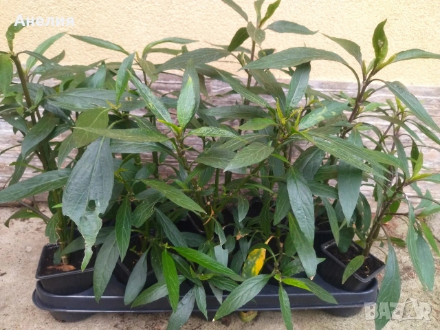 Руелия мексиканска петуния, снимка 4 - Градински цветя и растения - 54296226