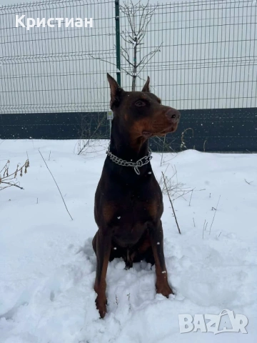 Продавам Чистокръвни Добермани , снимка 10 - Доберман - 53694238